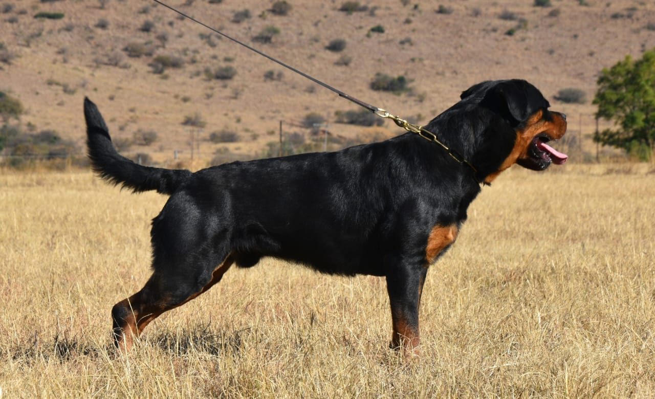Craffenheim Jordan – Craffenheim Rottweilers