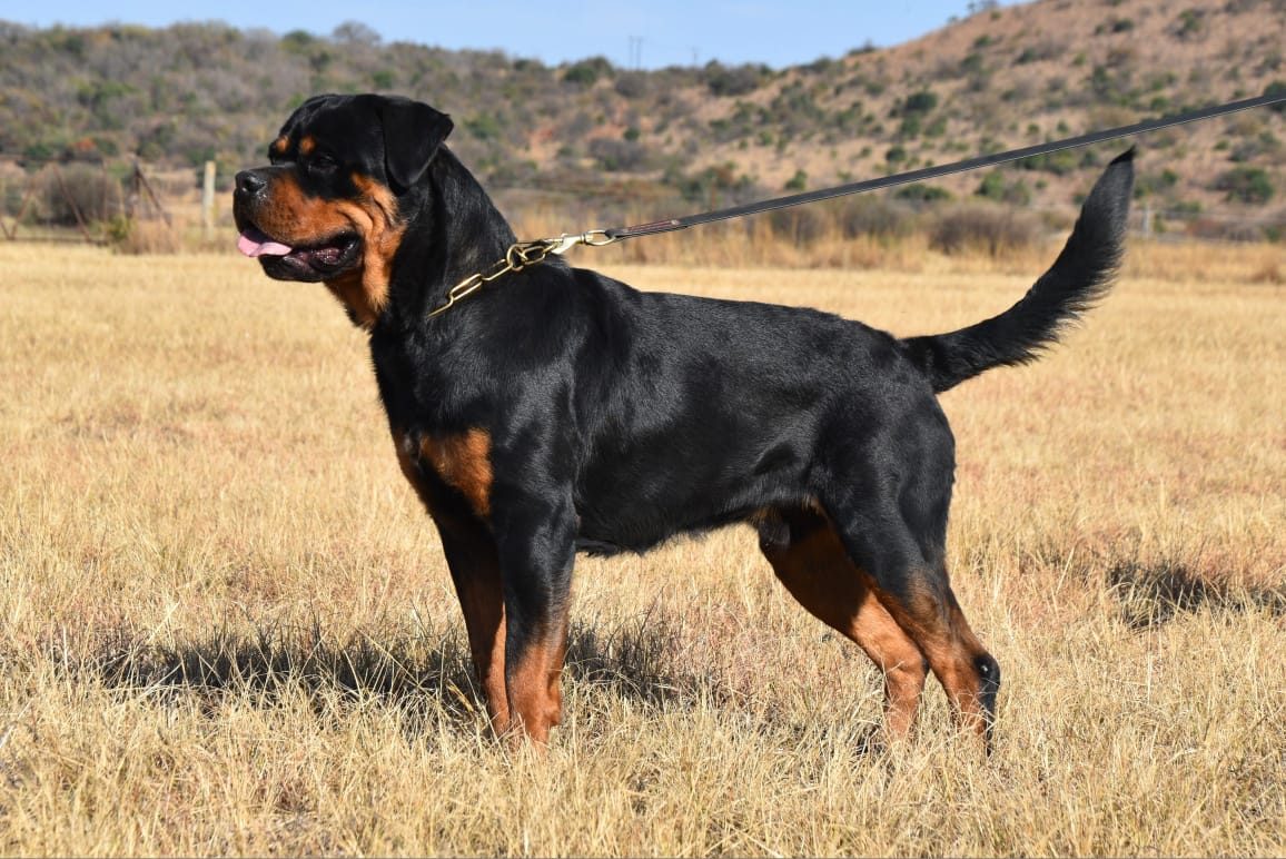 Craffenheim Jordan – Craffenheim Rottweilers