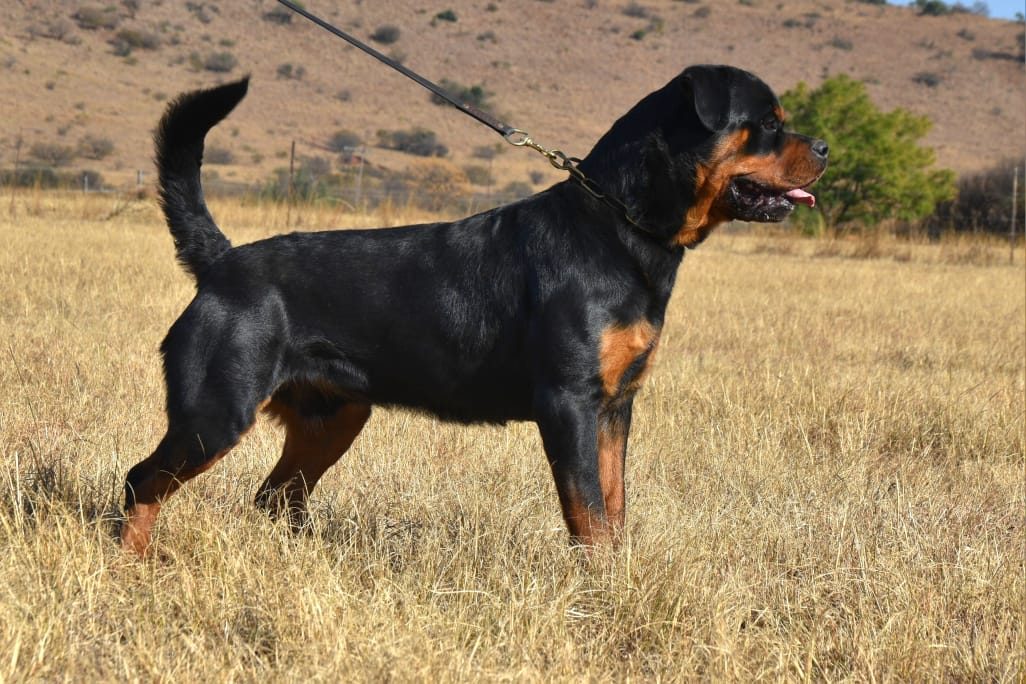 Craffenheim Jordan – Craffenheim Rottweilers