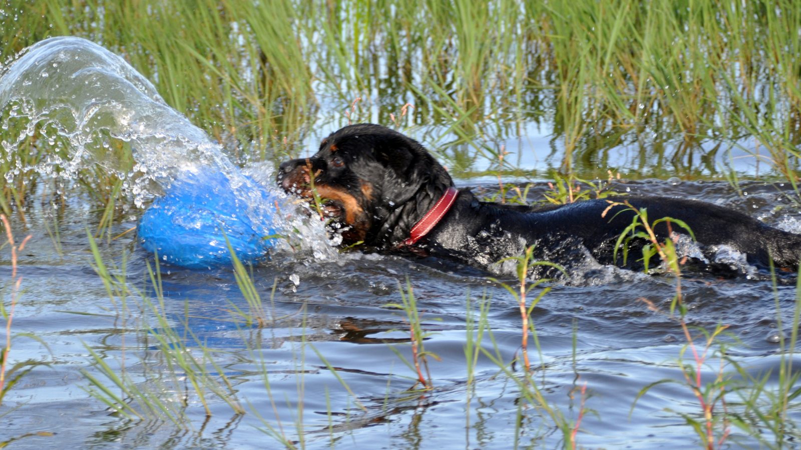 Up and Coming Rottweilers – Craffenheim Rottweilers