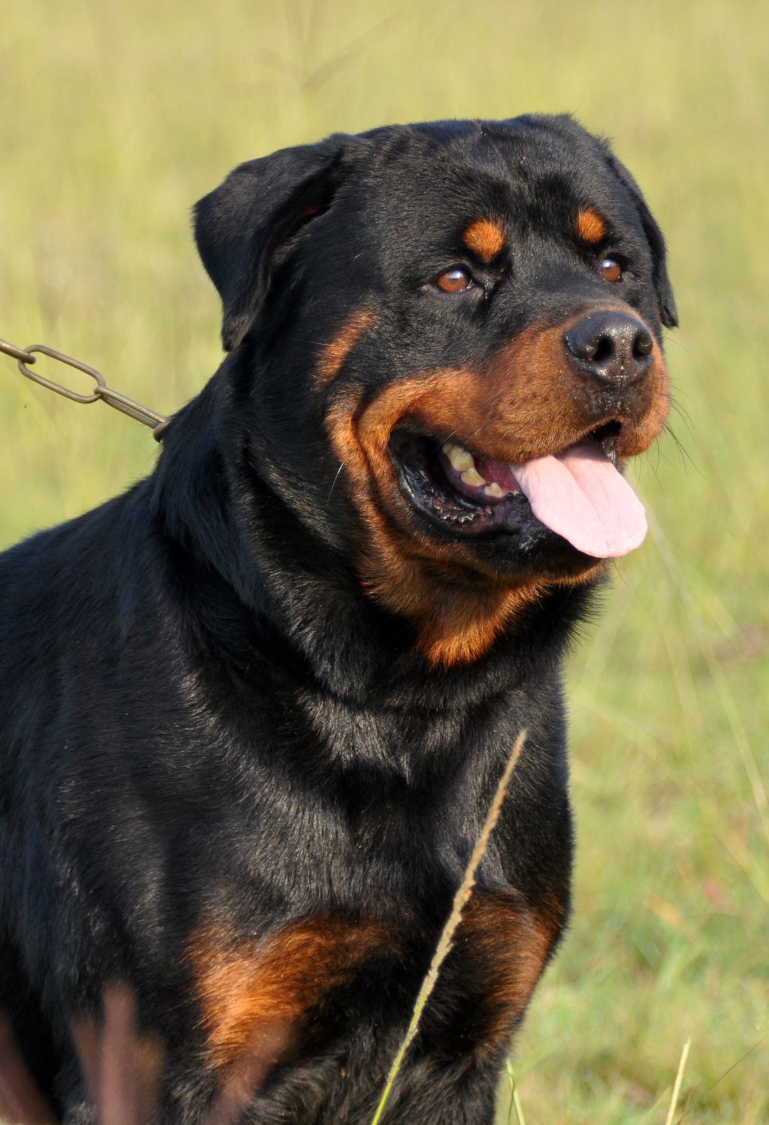 Up and Coming Rottweilers – Craffenheim Rottweilers