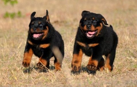 Up and Coming Rottweilers – Craffenheim Rottweilers