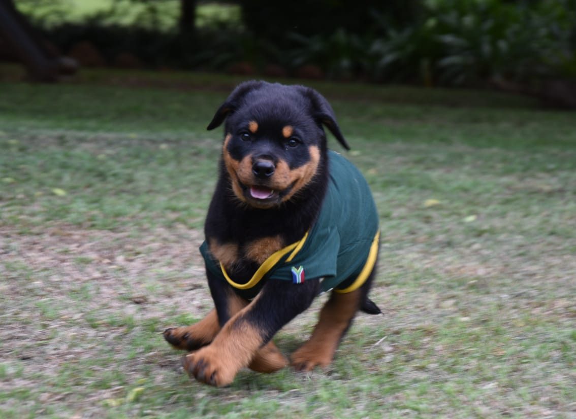Up and Coming Rottweilers – Craffenheim Rottweilers