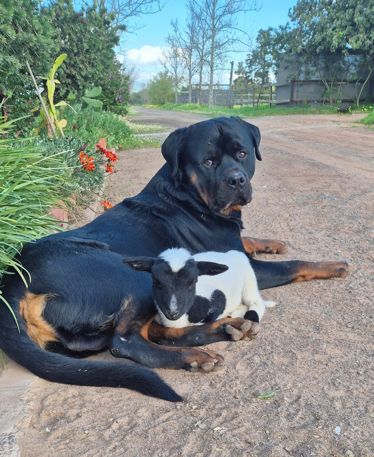 Up and Coming Rottweilers – Craffenheim Rottweilers