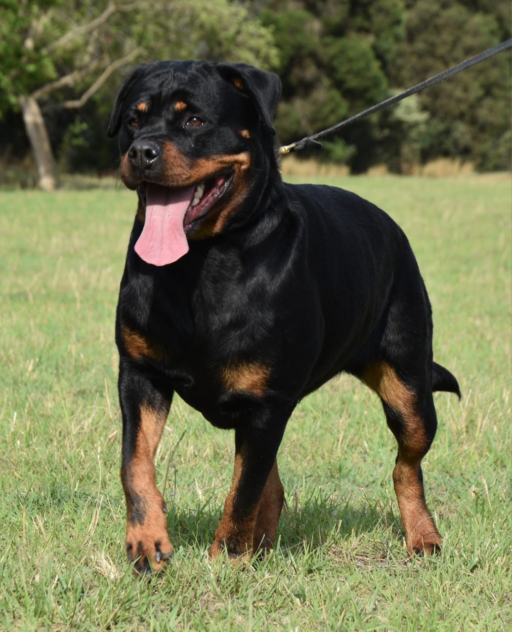 Up and Coming Rottweilers – Craffenheim Rottweilers