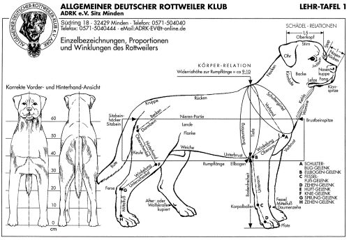 The ADRK: Guardians of the Breed – Craffenheim Rottweilers