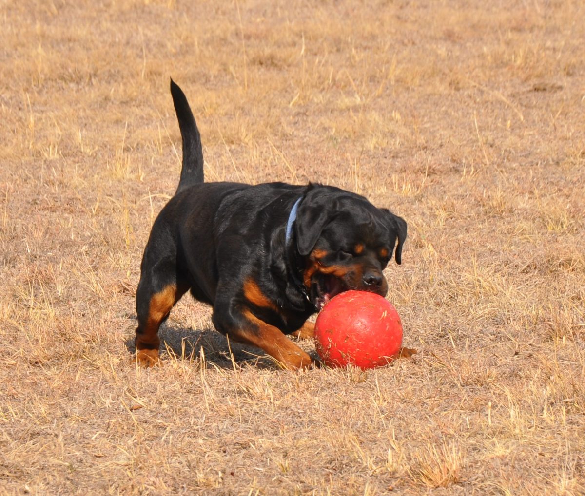 Is a Rottweiler the Right Fit for Your Family? – Craffenheim Rottweilers