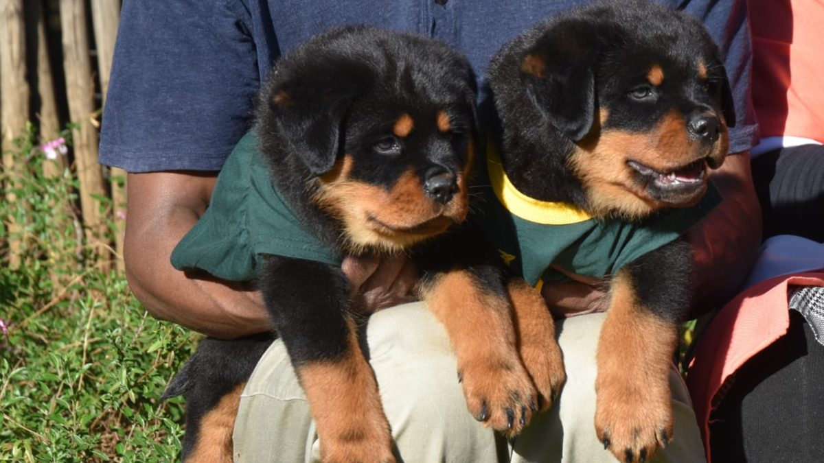 Is a Rottweiler the Right Fit for Your Family? – Craffenheim Rottweilers