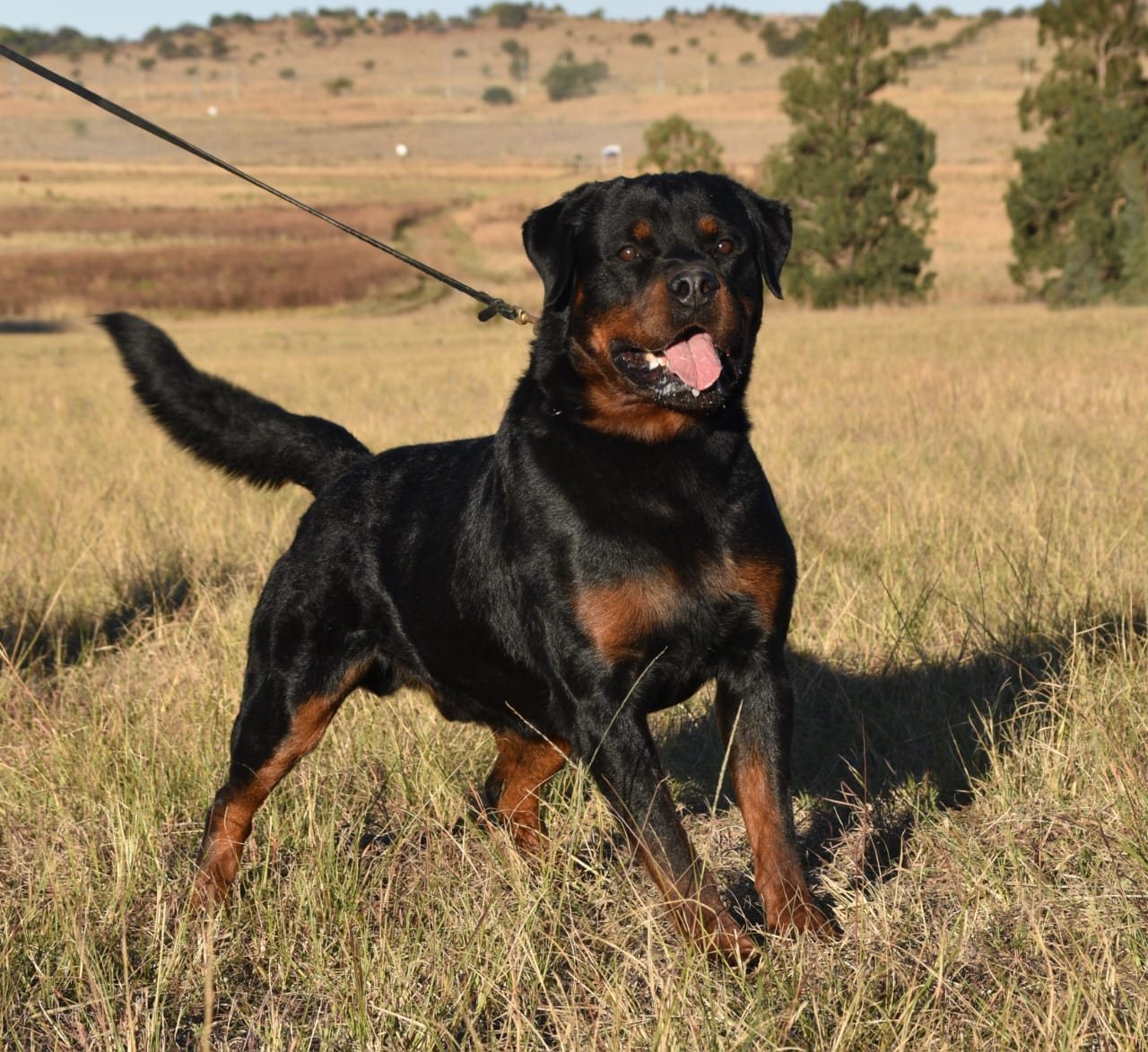 Blue von der Scherau of Craffenheim, Craffenheim Rottweiler male