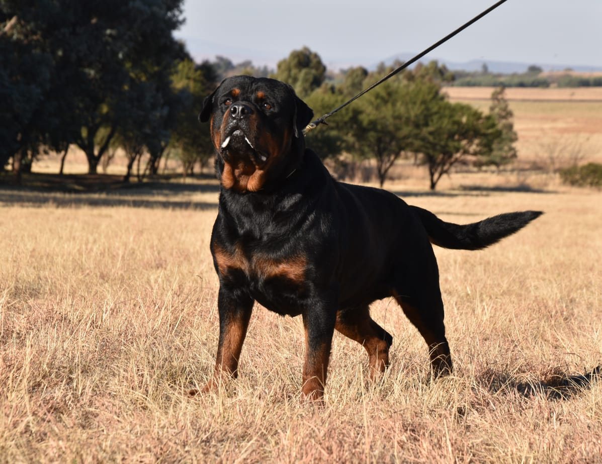 Craffenheim Black, Craffenheim Rottweiler male