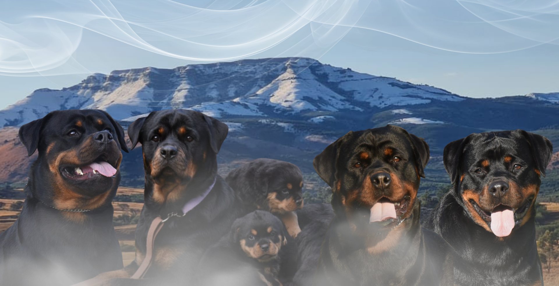 Craffenheim Rottweiler females in front of the mountain on our farm