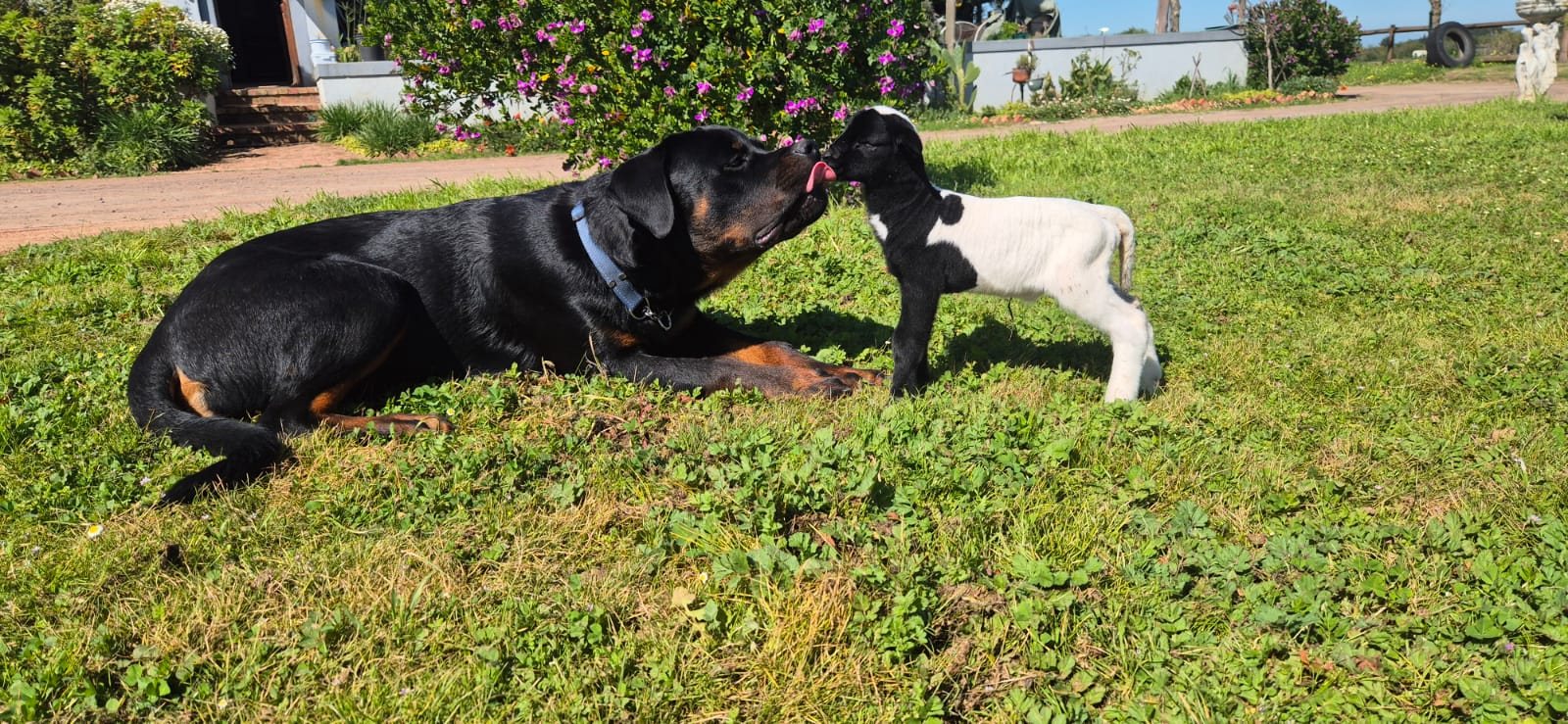 A Craffenheim Rottweiler greeting a lamb on the farm