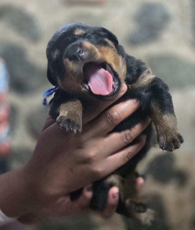 Young Rottweiler puppy yawning, Craffenheim puppy gallery