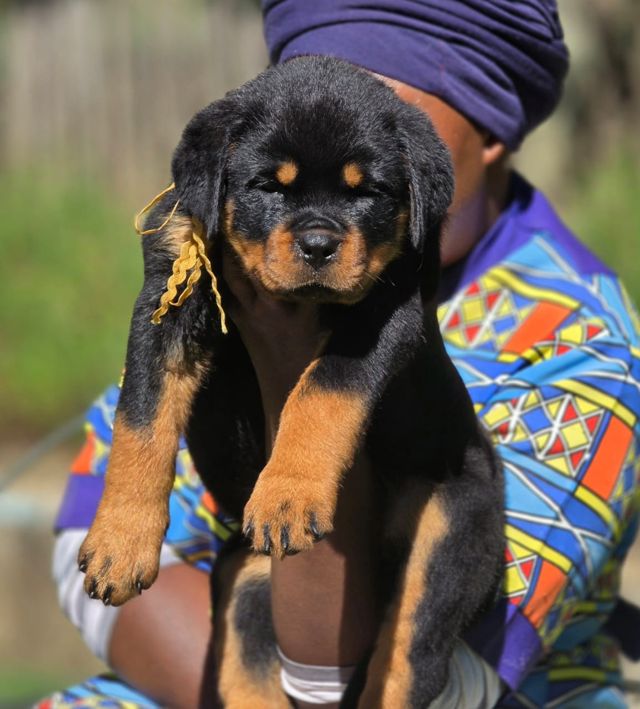 Craffenheim puppy gallery: Rottweiler puppy with a yellow ribbon