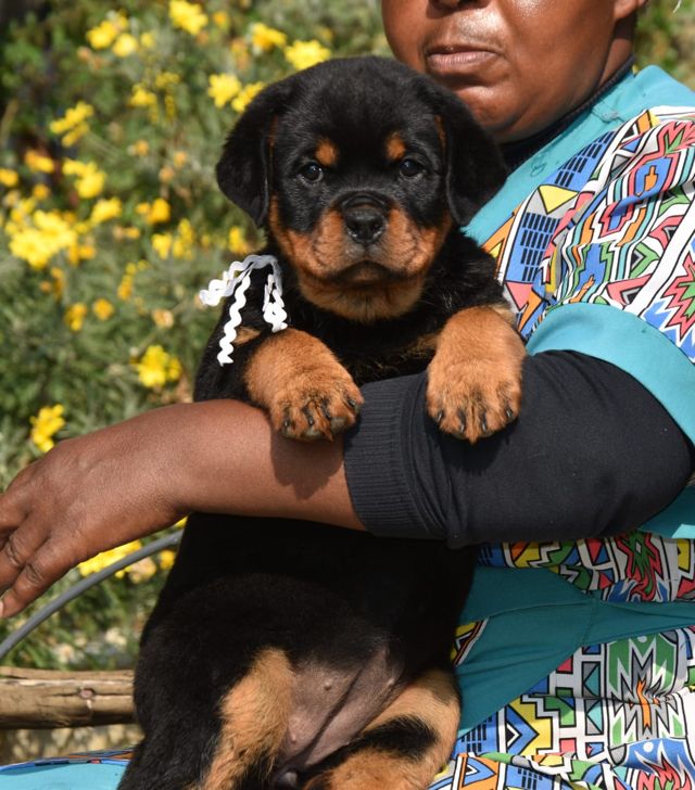 Craffenheim puppy gallery: Rottweiler puppy with a white ribbon