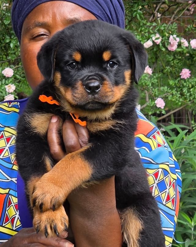 Craffenheim Rottweiler puppy with an orange ribbon, held in the garden at Craffenheim