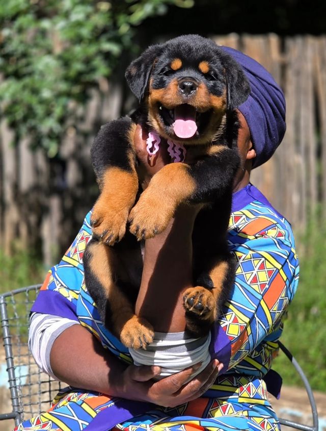 Craffenheim Rottweiler puppy with its tongue out, held in the garden