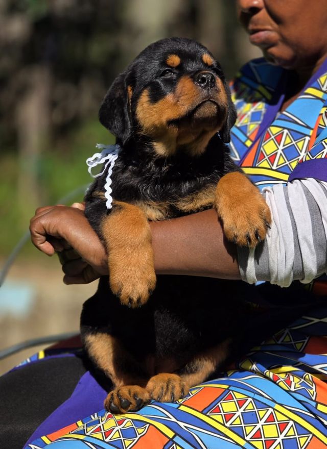 Craffenheim Rottweiler puppy with a white ribbon