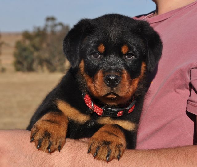 Craffenheim Rottweiler puppy with a red collar on the farm