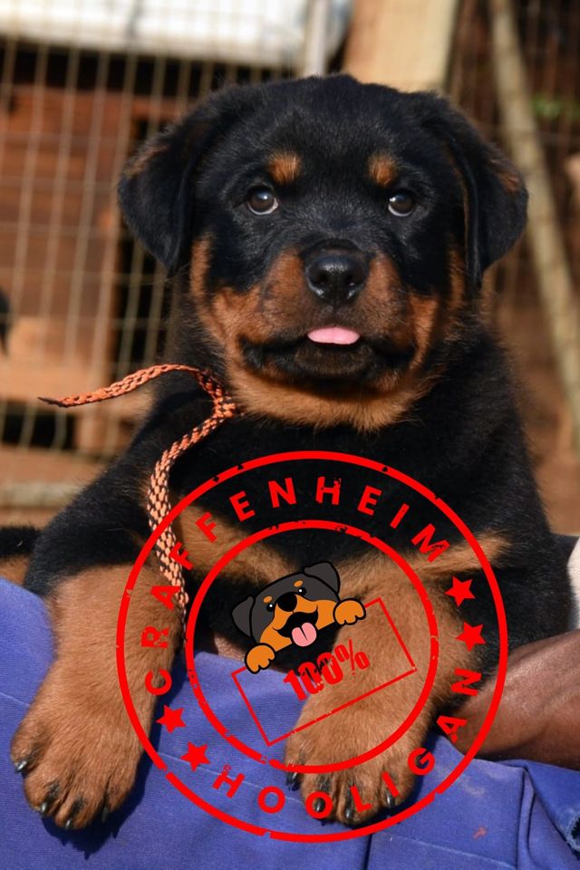 Craffenheim Rottweiler puppy Johnny, a German Rottweiler puppy bred in South Africa
