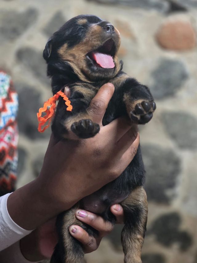 Young Craffenheim Rottweilers puppy with an orange ribbon