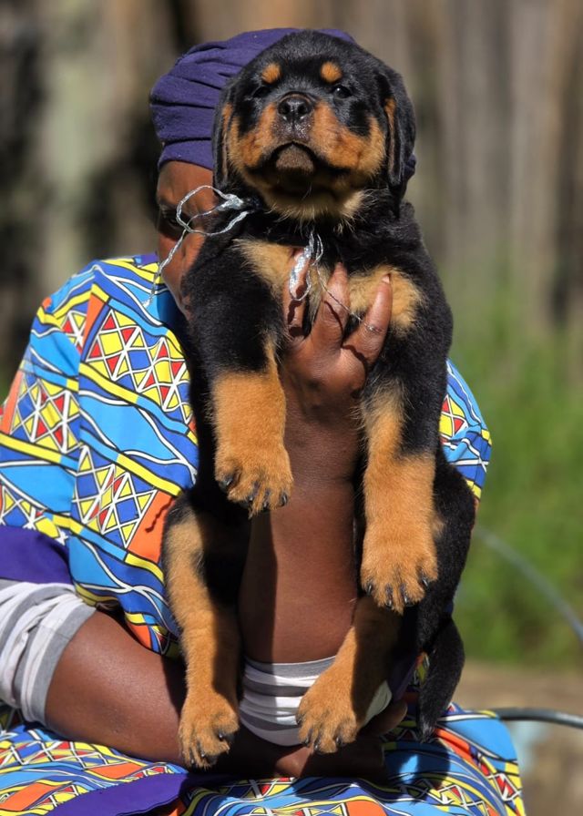 Craffenheim Rottweilers puppy held up for the camera