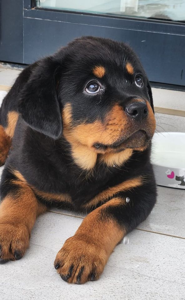 Craffenheim Rottweilers puppy looking up