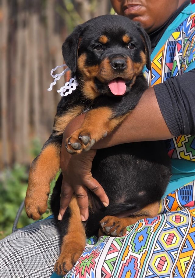 German Rottweiler puppy with a white ribbon at Craffenheim Rottweilers