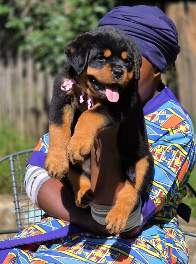 German Rottweiler puppy with a pink ribbon at Craffenheim