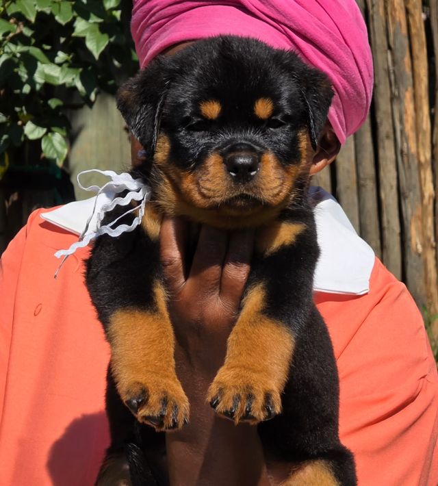 Strong German Rottweiler puppy held up at Craffenheim