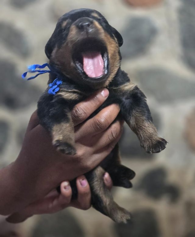 Young Rottweiler puppy with a blue ribbon, from German Rottweiler bloodlines