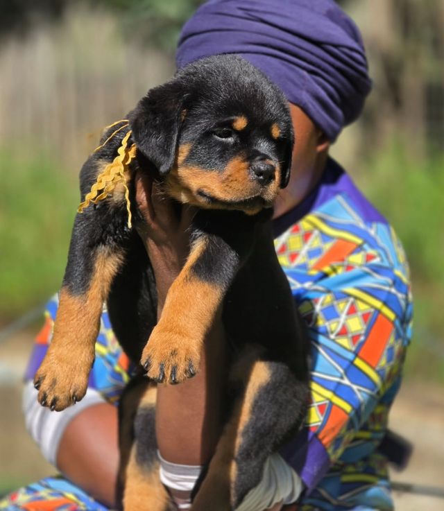 Rottweiler puppy from quality bloodlines, with a yellow ribbon