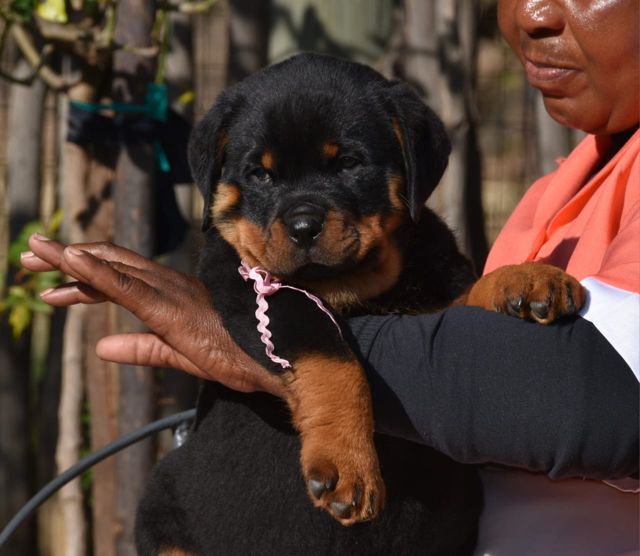 Rottweiler puppy from German bloodlines with a pink ribbon