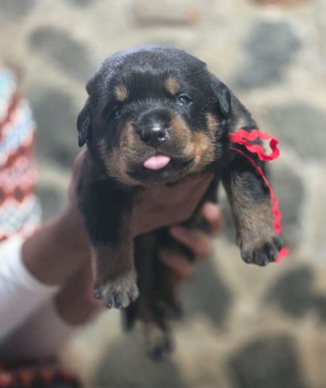 Young Craffenheim Rottweiler puppy with a red ribbon, from a Rottweiler breeder in South Africa