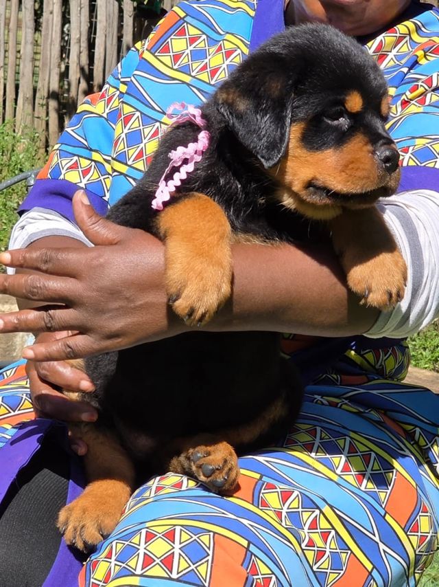 Craffenheim Rottweiler puppy with a pink ribbon, Rottweiler breeder in South Africa