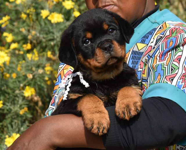 Craffenheim Rottweiler puppy among yellow flowers, Rottweiler breeder South Africa