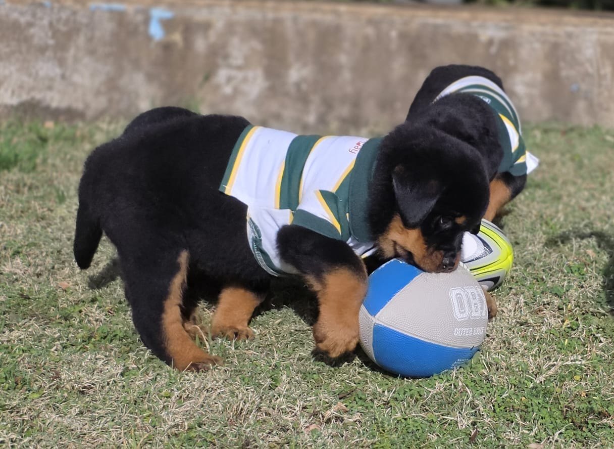Two Craffenheim Rottweiler puppies in Springbok rugby jerseys playing with a rugby ball