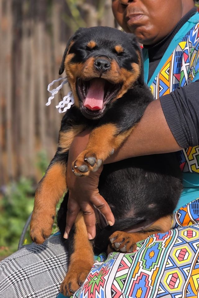 Happy Rottweiler puppy from Craffenheim, Rottweiler puppies in South Africa