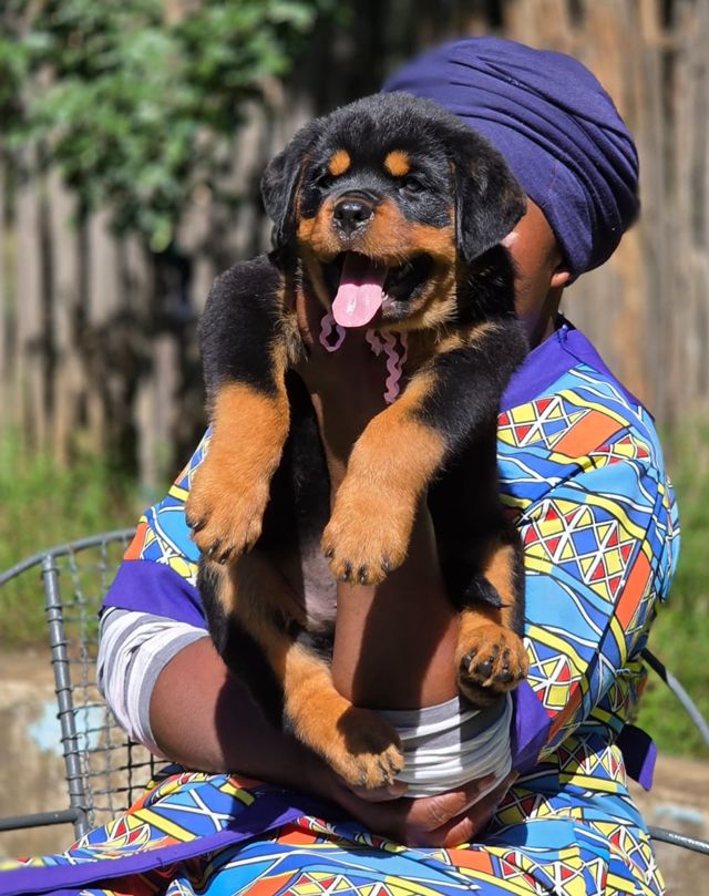Rottweiler puppy in South Africa, bred at Craffenheim