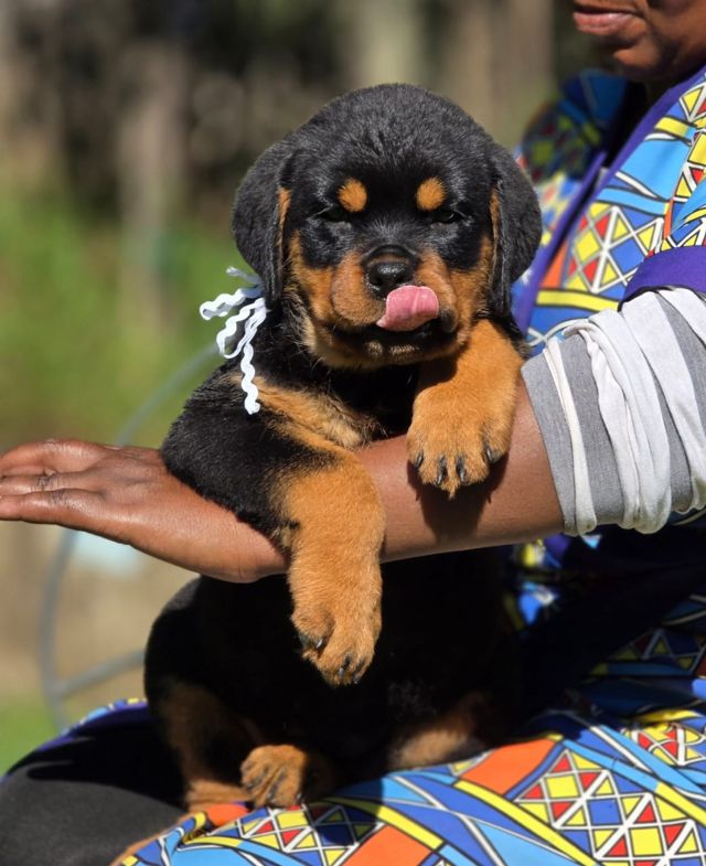 Rottweiler puppy in South Africa licking its nose, Craffenheim