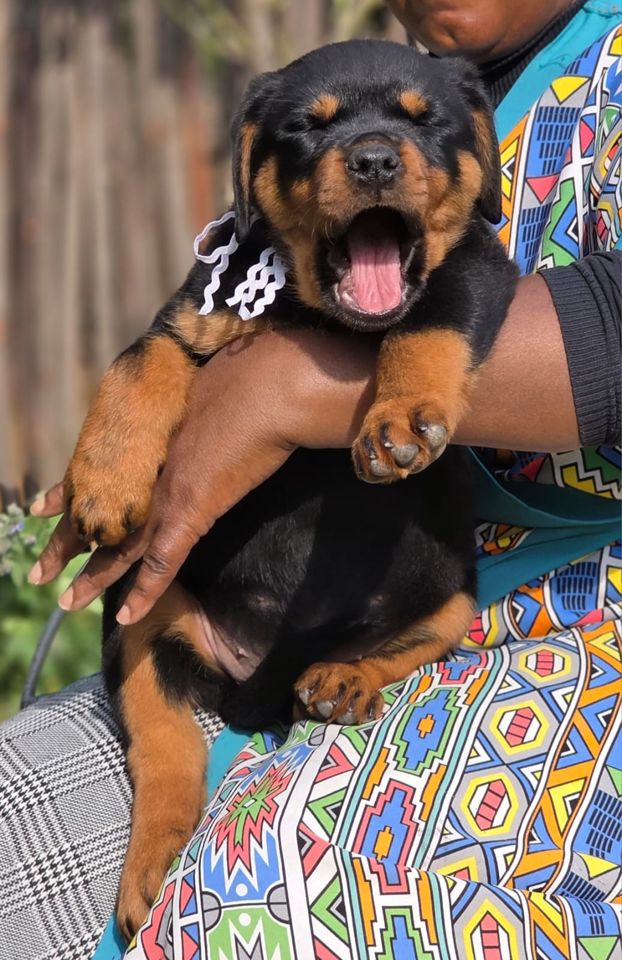 Rottweiler puppy photos: a Craffenheim puppy held up in the sunshine