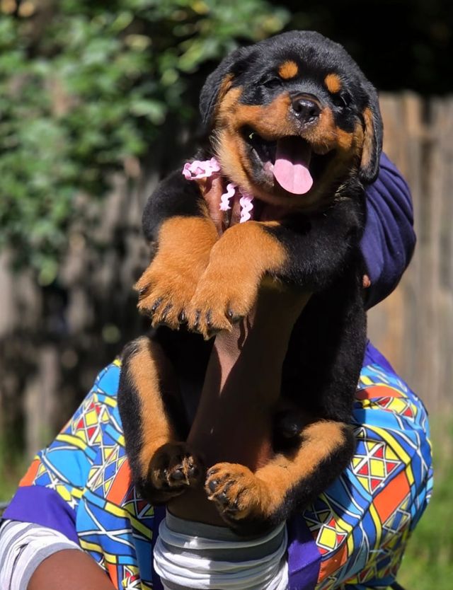 Rottweiler puppy photos: a playful Craffenheim puppy with a pink ribbon