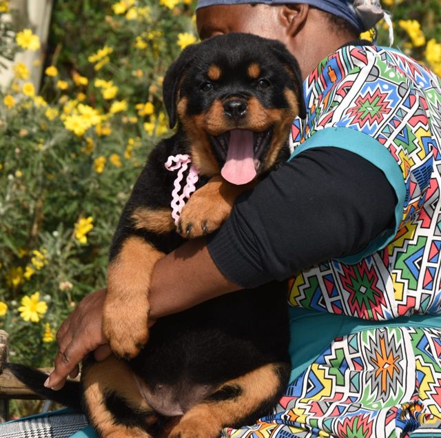 Rottweiler puppy photos: a smiling Craffenheim puppy among yellow flowers