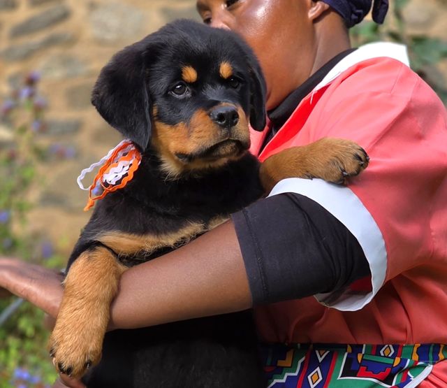 Rottweiler puppy pictures: a Craffenheim puppy resting on its carer's arm