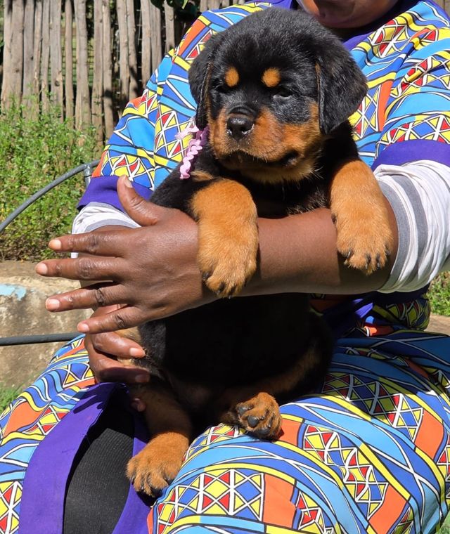 Rottweiler puppy pictures: a calm Craffenheim puppy sitting on a lap