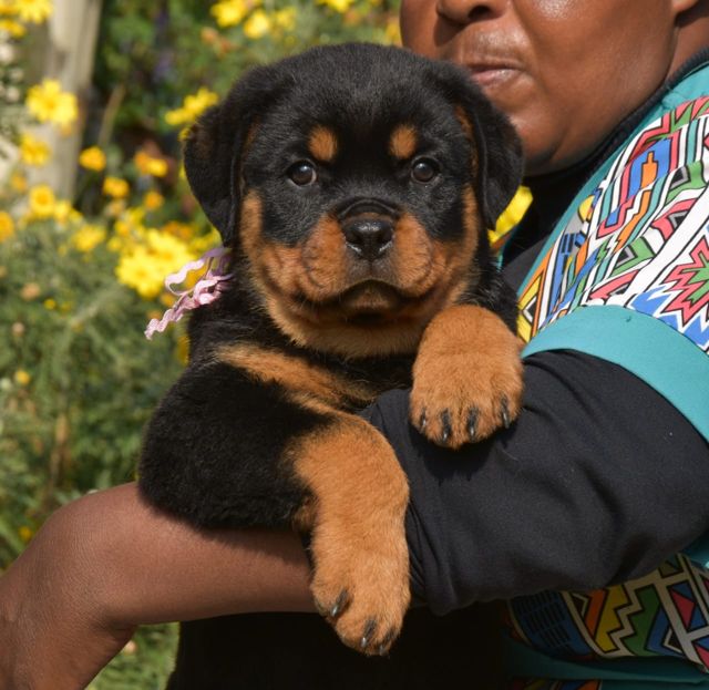 Rottweiler puppy pictures: Craffenheim puppy with a pink ribbon among yellow flowers