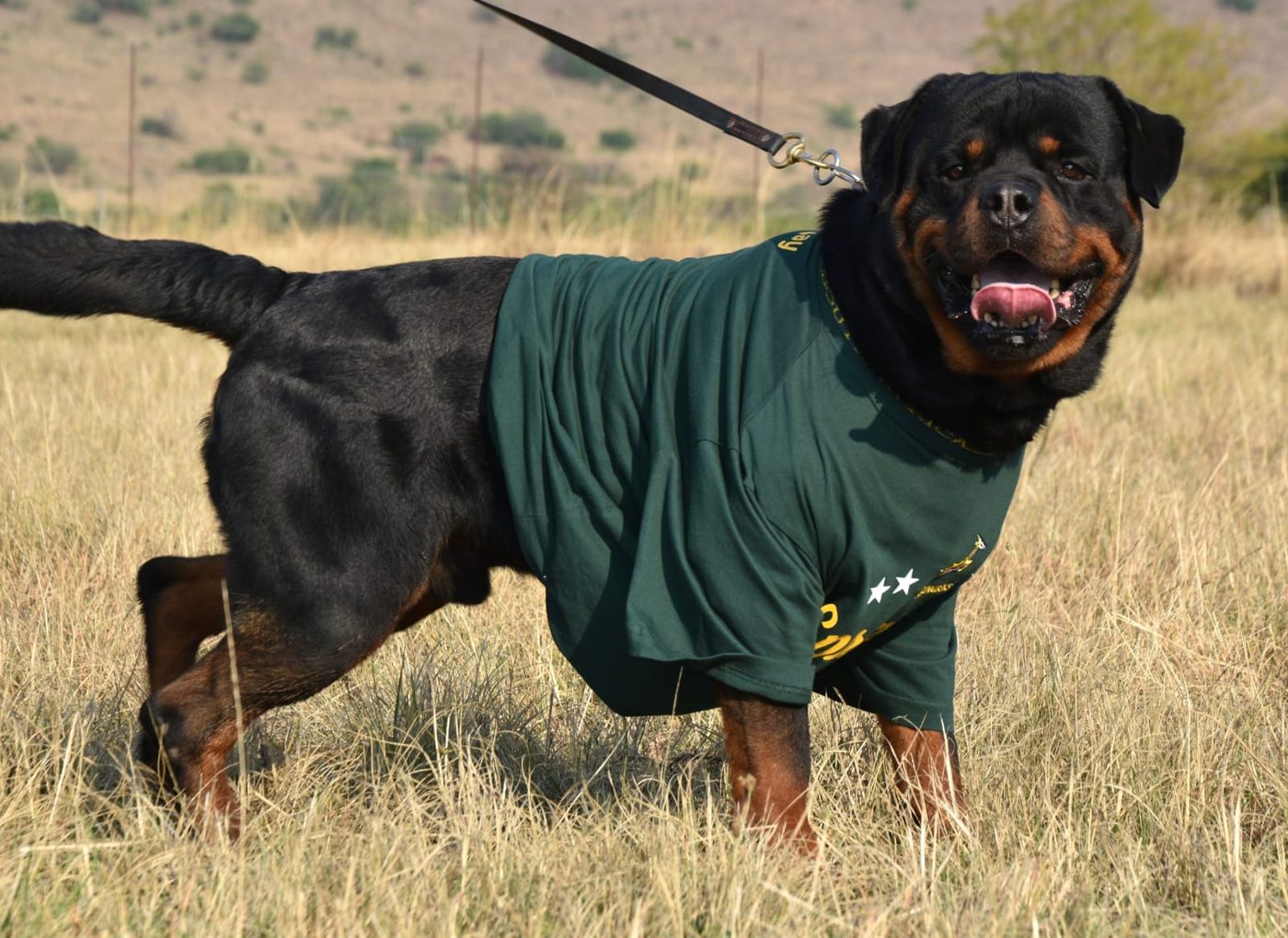 Gino vom Rheiderland of Craffenheim – Craffenheim Rottweilers