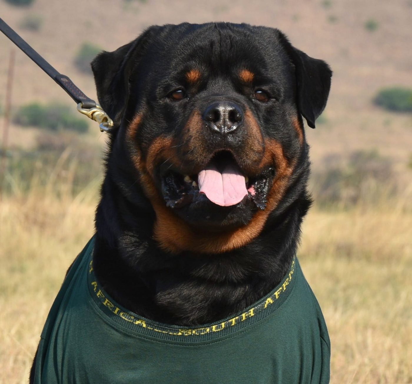 Gino vom Rheiderland of Craffenheim – Craffenheim Rottweilers