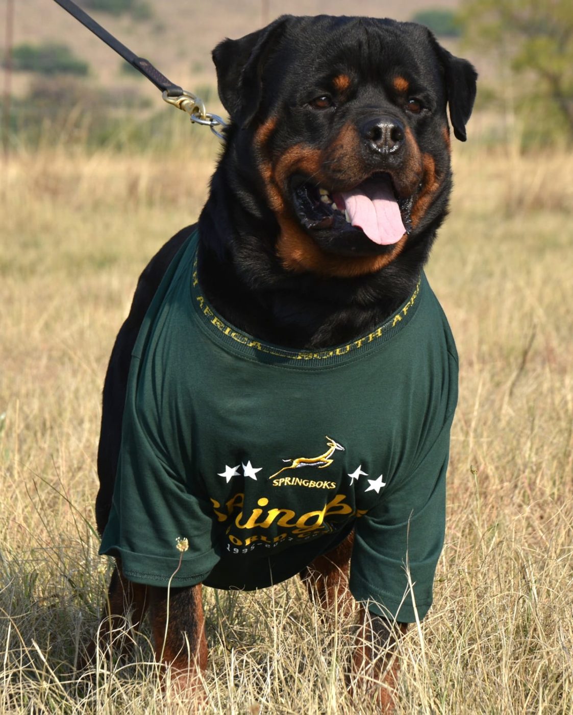 Gino vom Rheiderland of Craffenheim – Craffenheim Rottweilers