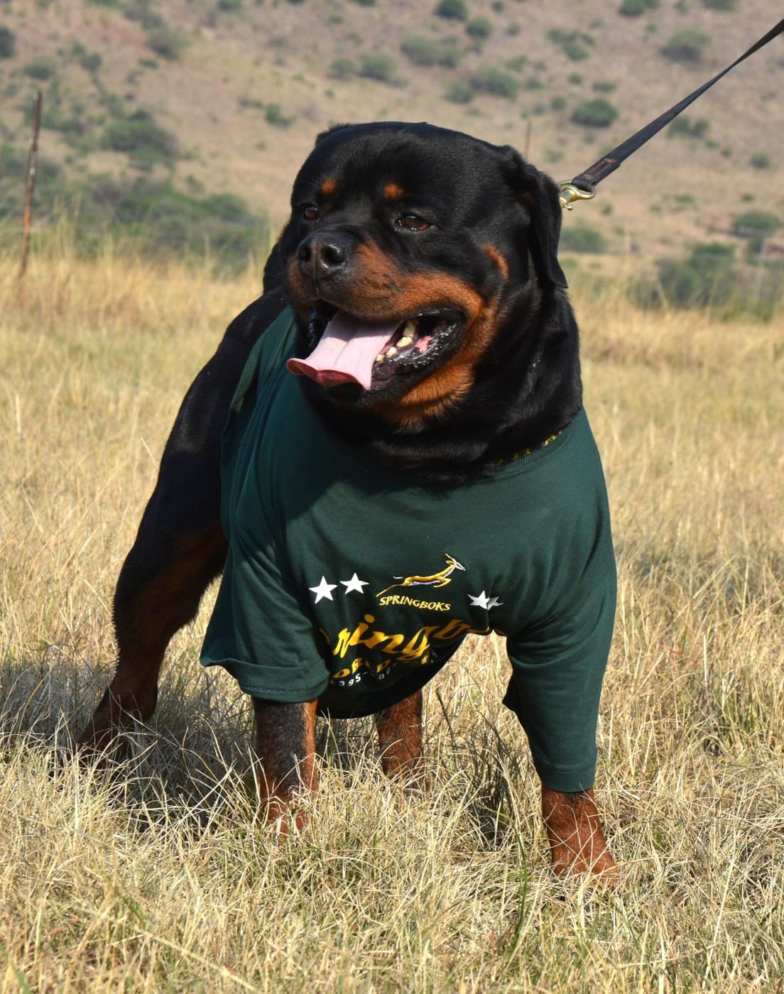 Gino vom Rheiderland of Craffenheim – Craffenheim Rottweilers